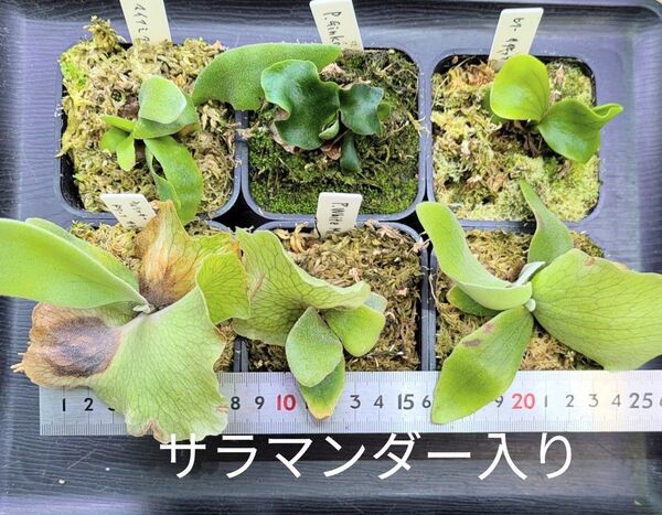 ビカクシダ、苗6種類セットB