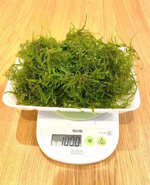 山盛り! 国産ウィローモス 100g