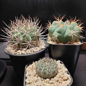 サボテン ギムノカリキウム 強刺 恐竜丸 黒刺鳳頭 天紫玉 3株セット ホルデススピナ アステリウム ゼガラエ