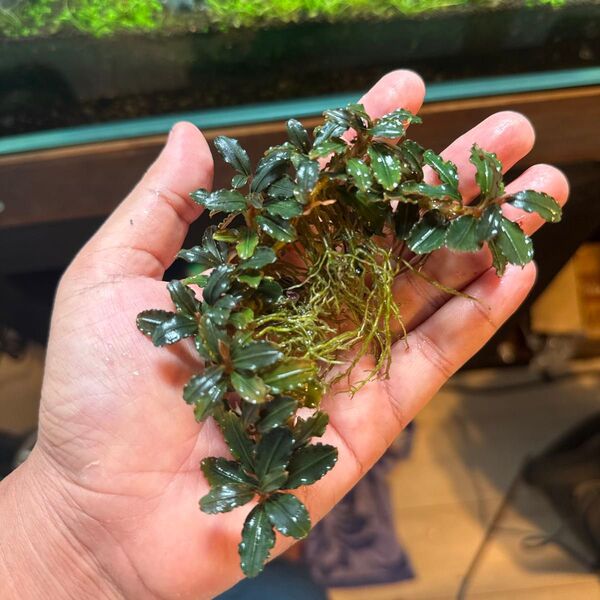 ミニファントム水上葉の1株