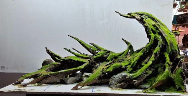 60cm水槽レイアウト(偽物の苔をつける)