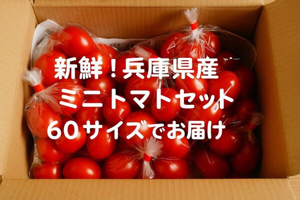 新鮮農家直送 ミニトマト食べ比べセット アイコ&フルーティカ兵庫県産 常温便60サイズ