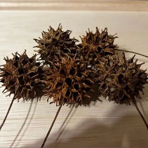 モミジバフウの実 ブラックウォーター PH降下