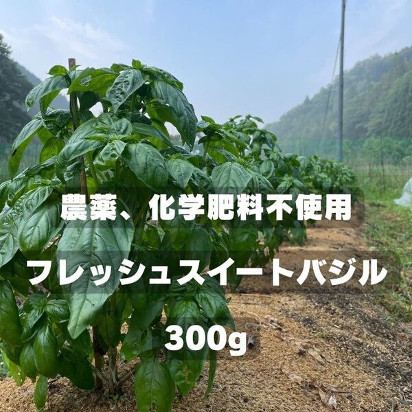 フレッシュスイートバジル300g