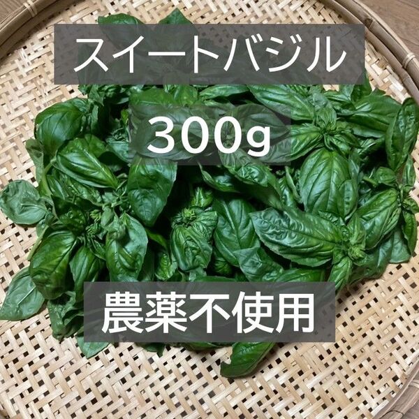 スイートバジル300g 農薬、化学肥料不使用