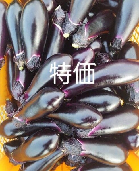 数量 限定 茄子 なす 100本程 訳あり B級品 箱込15キロ