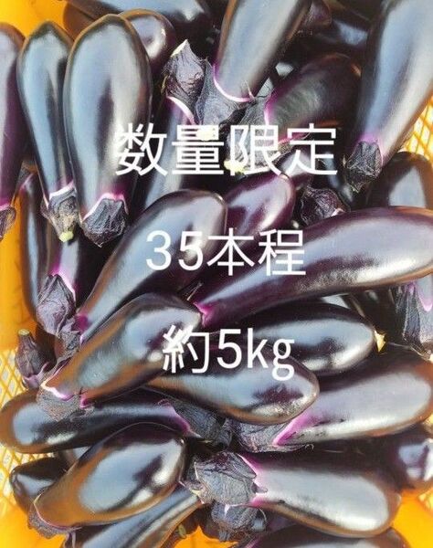 数量 限定 茄子 なす 箱込5㎏ 40本前後