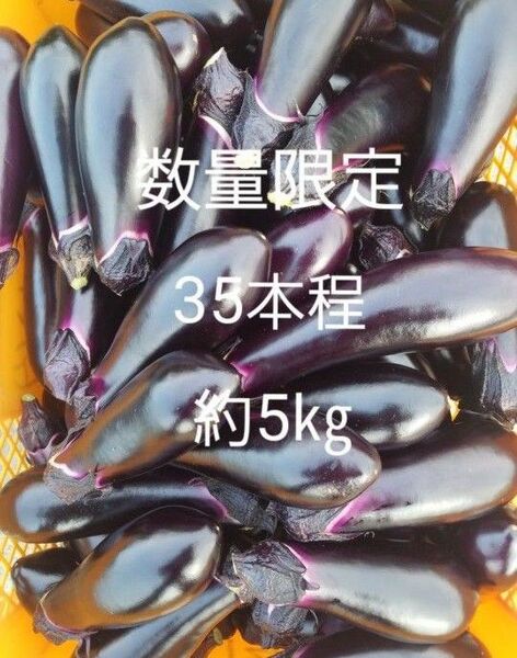 数量 限定 茄子 なす 箱込5㎏ 40本前後