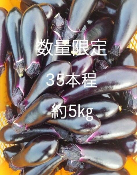 数量 限定 茄子 なす 箱込5㎏ 40本前後
