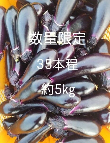 数量 限定 茄子 なす 箱込5㎏ 40本前後