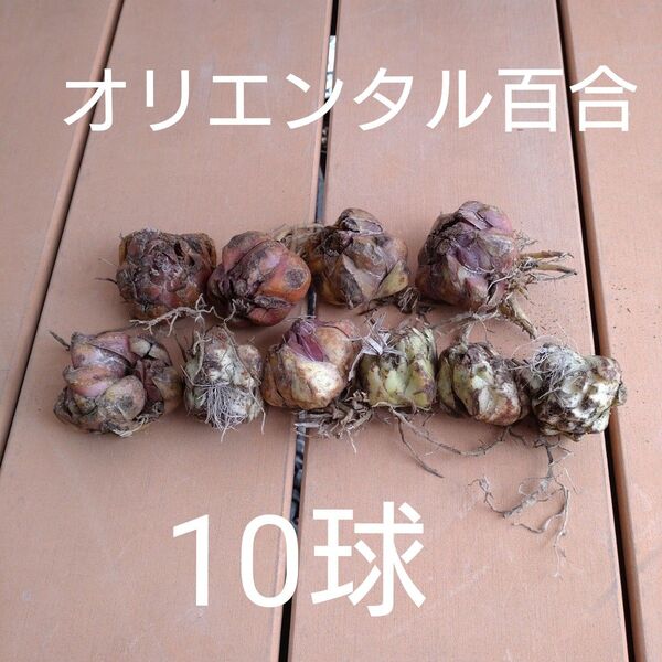 オリエンタル百合 球根 10球
