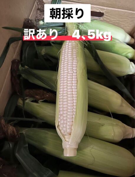 訳ありホワイトトウモロコシ9、5