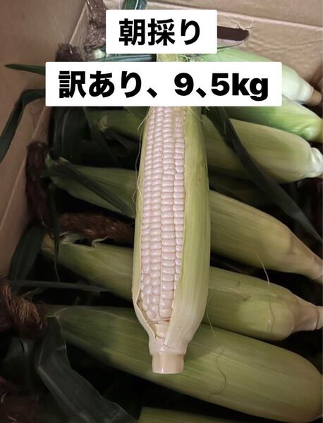 訳ありホワイトトウモロコシ9、5
