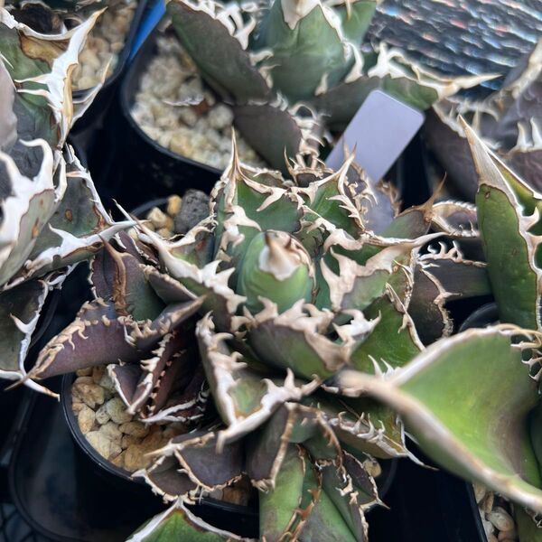 アガベ チタノタ agave titanota オテロイ 子株 cj4 cj