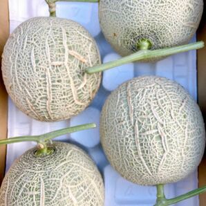 訳ありアールスメロン 大箱