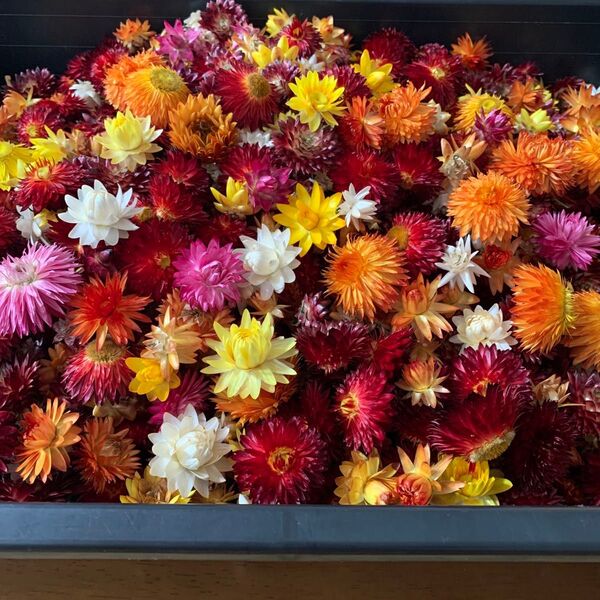 大量 ヘリクリサムドライフラワー 貝細工 花材 リース ハーバリウム フラワーアレンジ用品