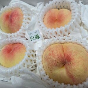 桃 白鳳 美味 甘 大玉
