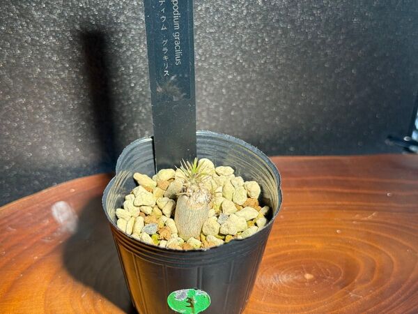 グラキリス 実生3 脇芽有の有望株 パキポディウム Pachypodium 検)ロスラーツム マカイエンセ 象牙宮