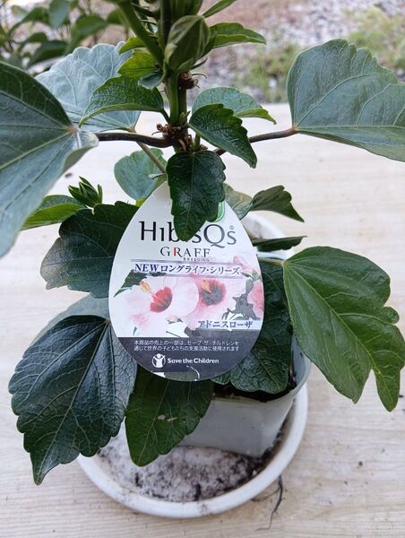 ハイビスカス アドニスローザ ピンク HibisQs GRAFF BREEDING