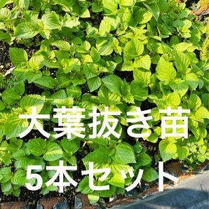 【ネコポス】大葉抜き苗 5本セット