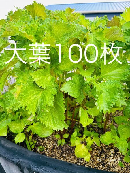 【ネコポス】大葉100枚