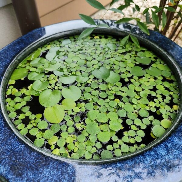 (安売り・美品)水草・ドアーフアマゾンフロッグピット 20株