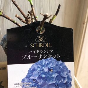ハイドランジア ブルーサンセット アジサイ紫陽花