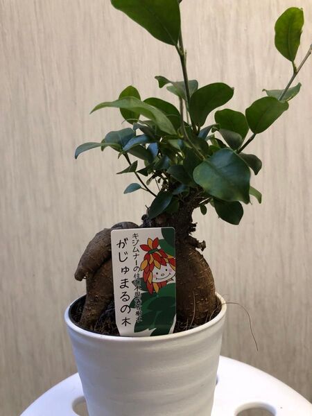 ガジュマル セクシーな樹形 聖木 縁起観葉植物