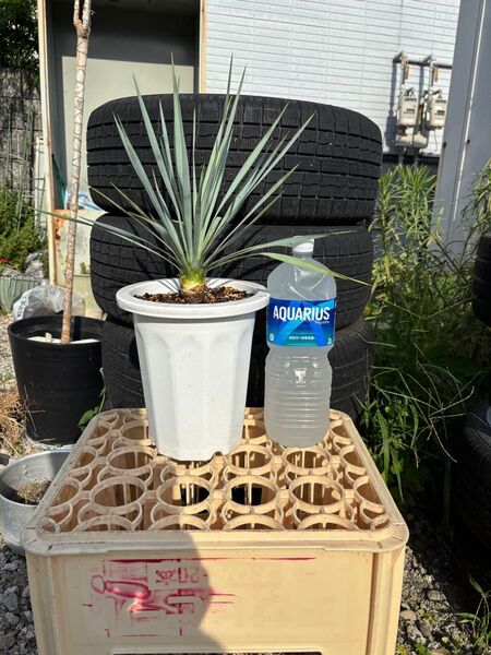 ユッカ ロストラータ Yucca Rostrata