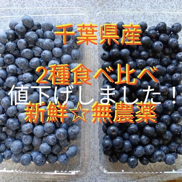 2種のブルーベリー食べ比べ☆千葉県産☆無農薬