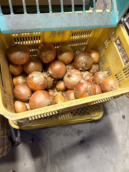 訳あり南淡路産大玉玉ねぎ大玉10K