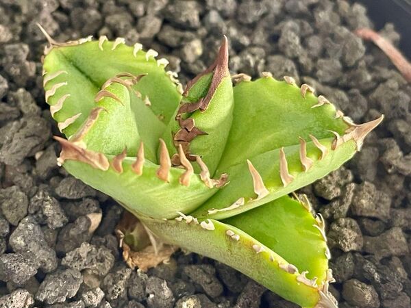 Agave sierra mixteca GG アガベ GGシエラ 子株付き 鉢ごと発送 / チタノタ オテロイ