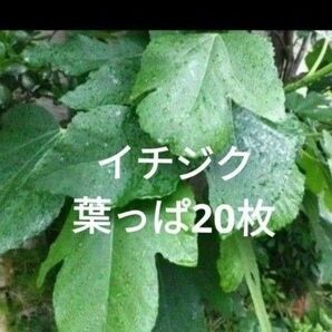無農薬イチジクの葉っぱ20枚