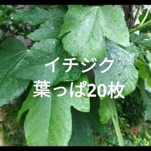 イチジク大きな葉っぱ20枚無農薬