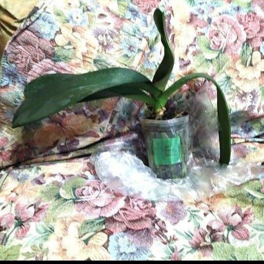 胡蝶蘭苗 ピンク花