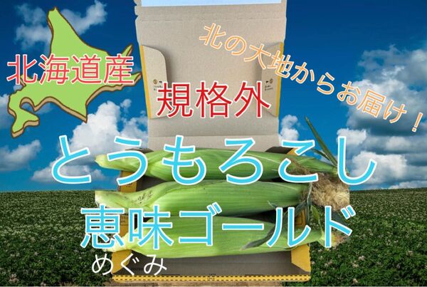 【規格外】北海道産 恵味ゴールド とうもろこし 3本