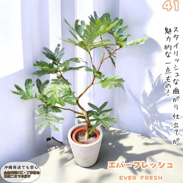 エバーフレッシュ41・曲がり仕立て、有機質用土、観葉植物