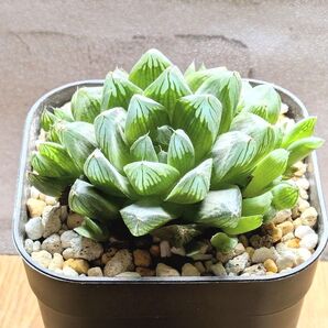多肉植物 ハオルチア 艶窓達磨オブツーサ 群生