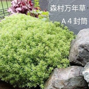 森村万年草 A4の封筒にはいるだけ
