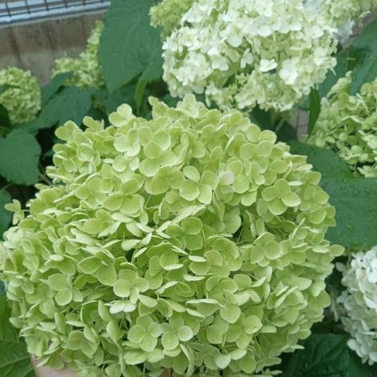 アナベル挿し穂 (花なし)