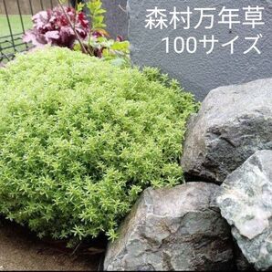 セダム