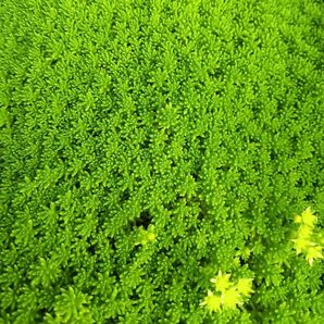 森村万年草 グランドカバー