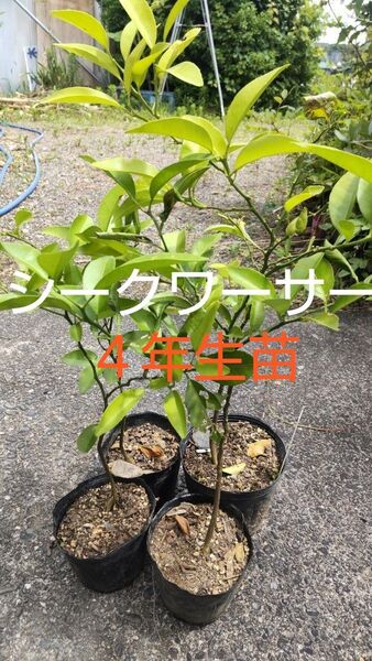 シークワーサー苗木 実生苗 1株 4年生 丈35〜50cm