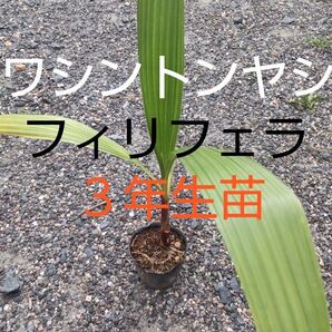 ワシントンヤシ(フィリフェラ) 3年生苗 1株 丈約40cm 観葉植物観賞用や庭木にオススメ!