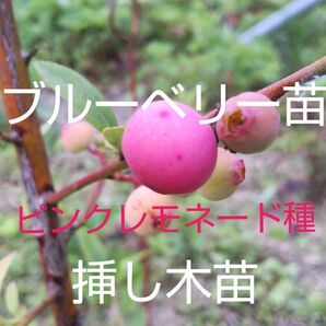 ブルーベリー苗木 ピンクレモネード種 1株 薄ピンクの甘く大きな実が成る高価希少なブルーベリー 高価ですが育てたい方限定販売