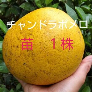 チャンドラポメロの苗1株 文旦とグレープフルーツのかけ合わせでうまれた直径15cm以上と大きくピンク色の果肉! 甘くて美味しい希少