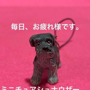 新品 REALDOG ストラップ ミニチュアシュナウザーいつも一緒にお出掛け!プレゼントに!可愛がって下さる方に!リピ割有ります!
