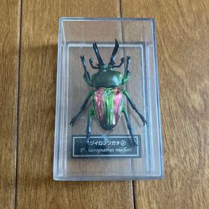 昆虫標本 ニジイロクワガタ Prosopocoilus lacrognathus muelleri ケース入り フィギュア