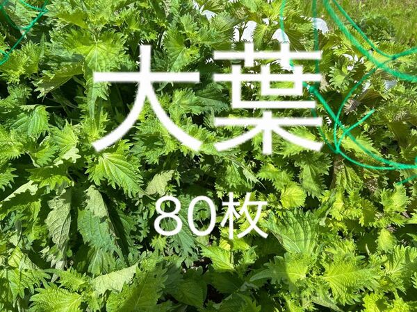 大葉 しそ シソ 薬味 青じそ 青ジソ ハーブ 野菜