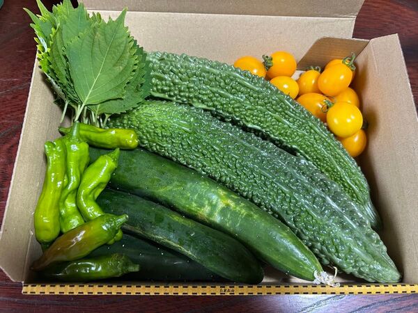 野菜セット 野菜詰め合わせ ミニトマト アイコ 大葉 キュウリ ゴーヤ ししとう トマト イエローアイコ、プチトマト 野菜